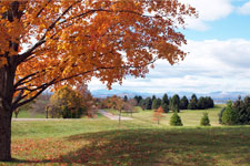 Autumn Motif