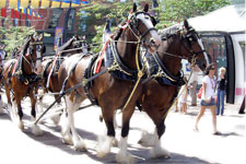 Clydesdales