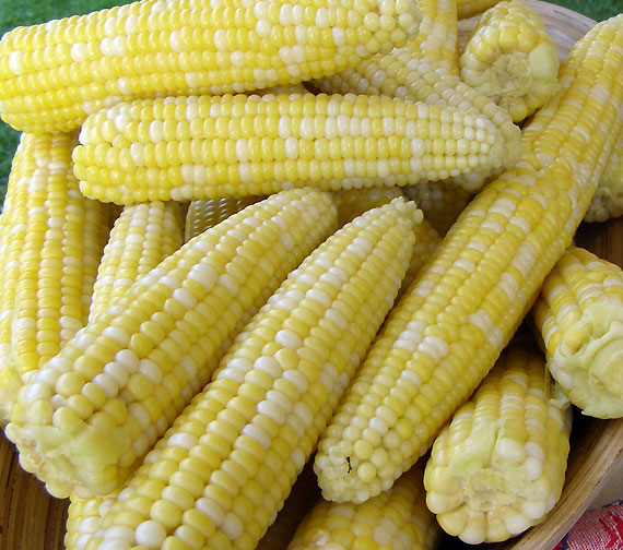 corn-1