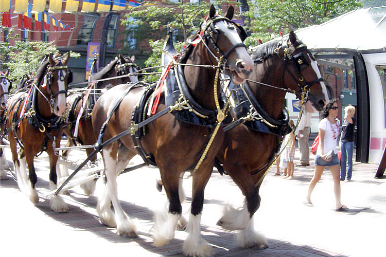 Clydesdales